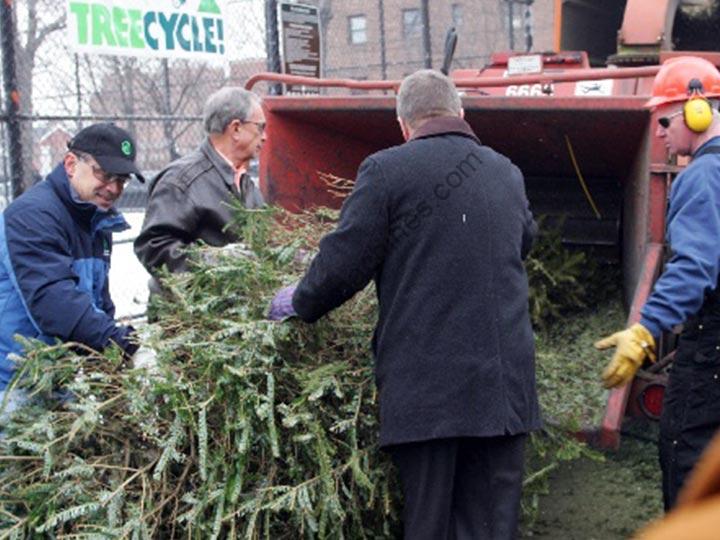 people are shredding Christmas trees