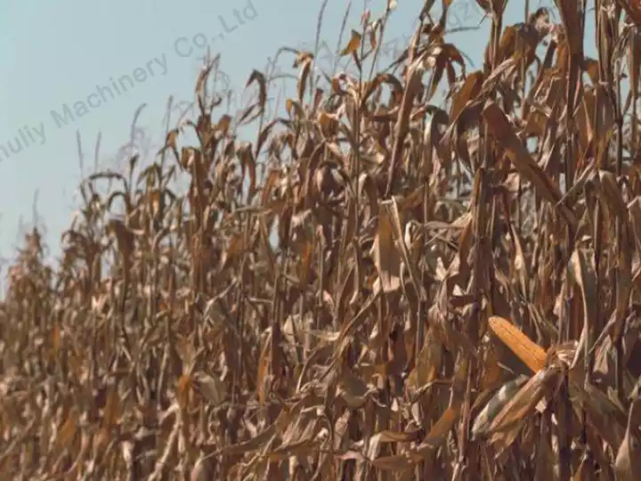 straw for recycling