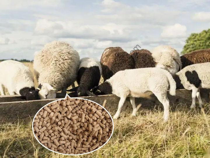 sheep feed pellets in farms